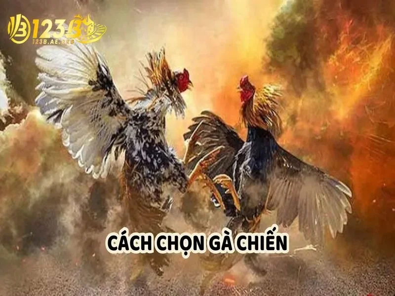 Cách chọn gà chiến khi tham gia đặt cược