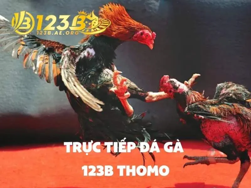Trực tiếp đá gà 123b Thomo