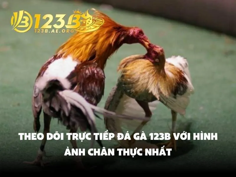 Theo dõi Trực tiếp đá gà 123b với hình ảnh chân thực nhất